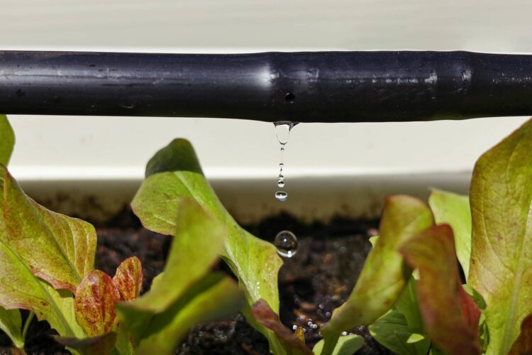 Ways to Save Water in the Garden